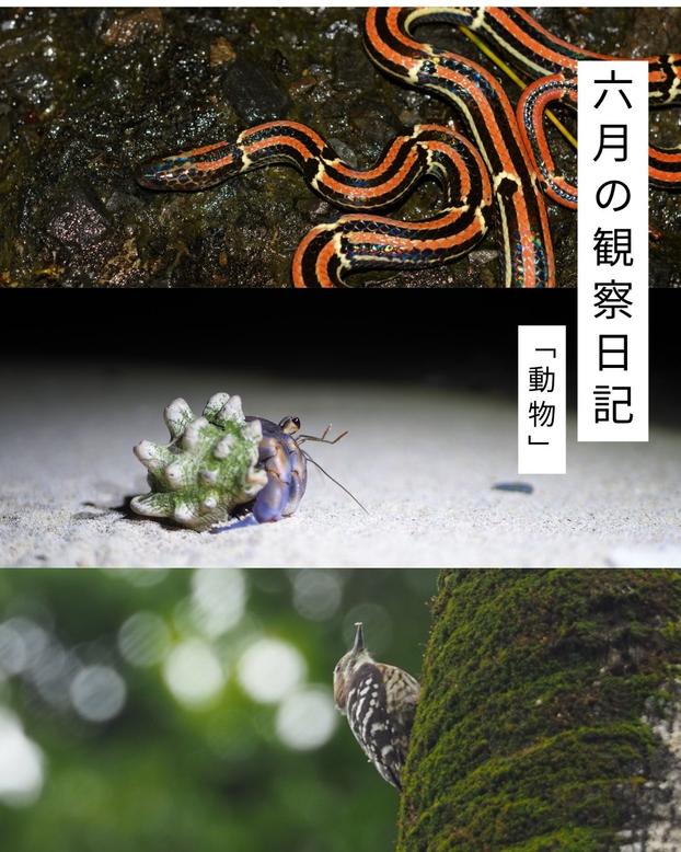 6月の観察日記「動物」