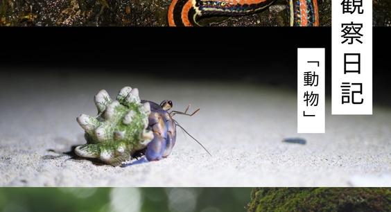 6月の観察日記「動物」