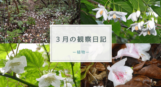 ３月の観察日記（植物）