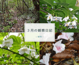 3月の観察日記(植物)