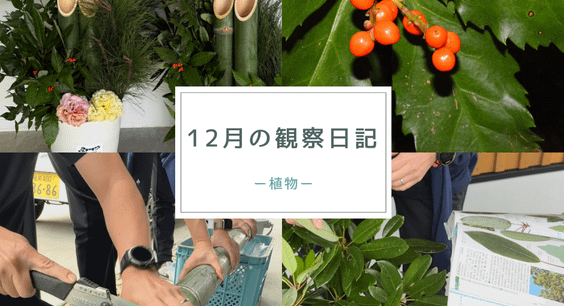 12月の観察日記「植物」