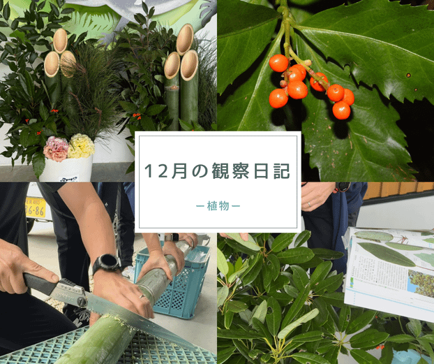 12月の観察日記「植物」