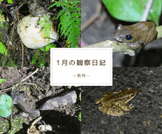 １月の観察日記「動物」
