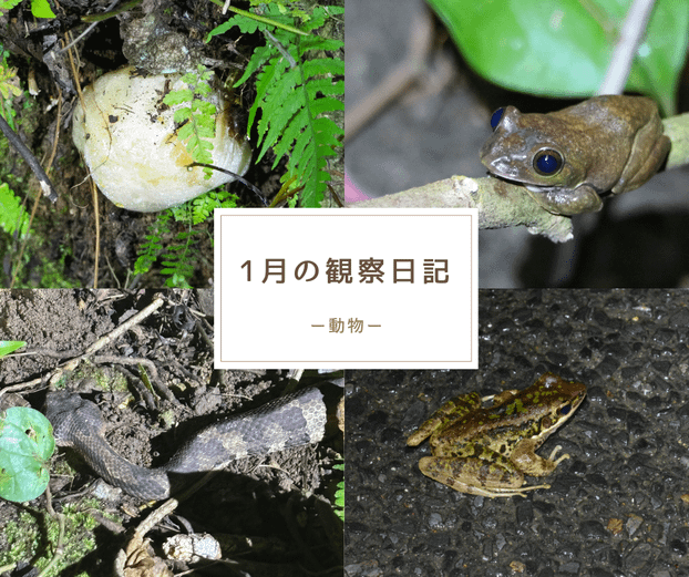 １月の観察日記「動物」