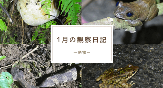 1月の観察日記「動物」
