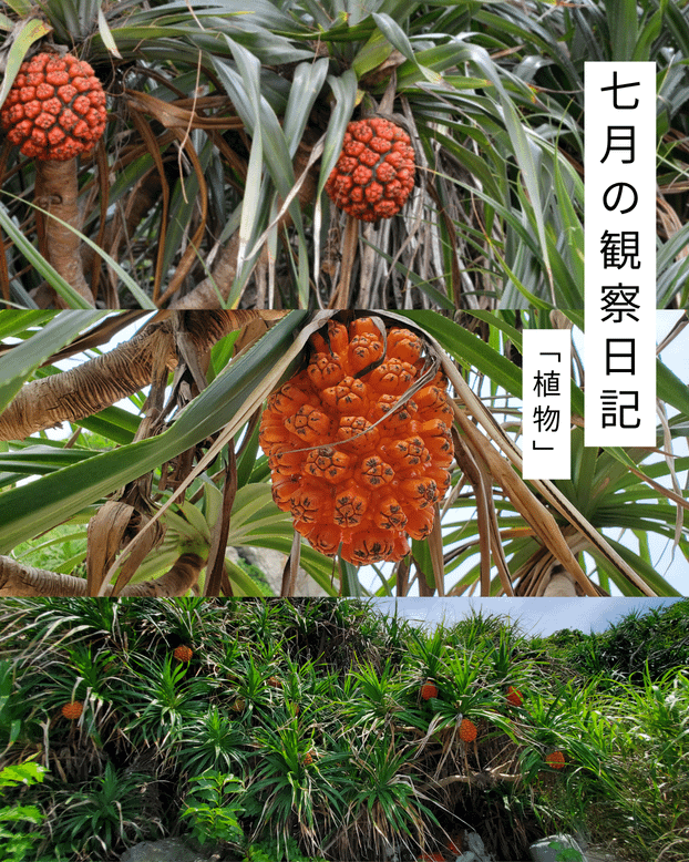 7月の観察日記「植物」