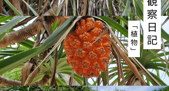 7月の観察日記「植物」