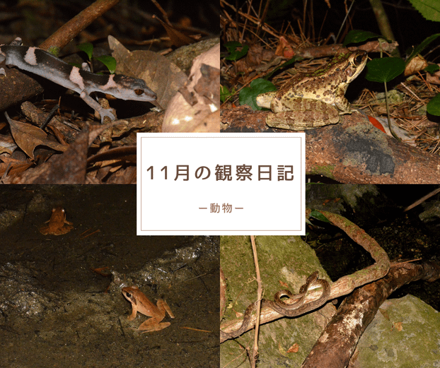 11月の観察日記「動物」