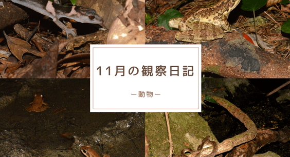 11月の観察日記「動物」