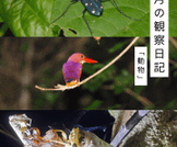 七月の観察日記「動物」