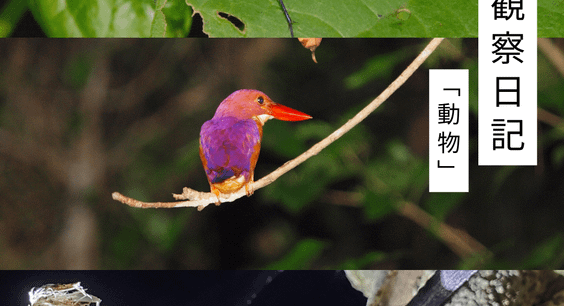 7月の観察日記「動物」