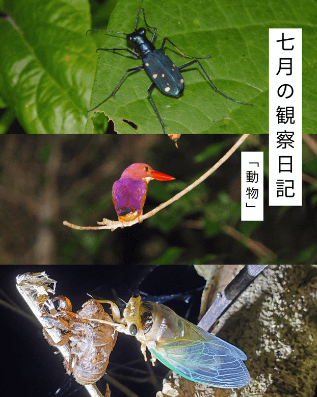 七月の観察日記「動物」