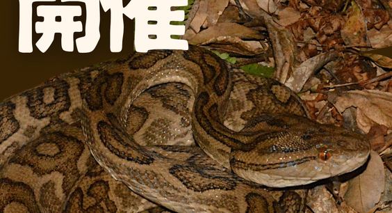 「ハブ展」開催!