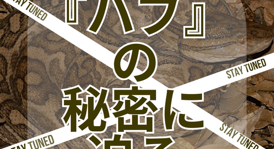 「ハブ」の秘密に迫る!企画展示、準備中!