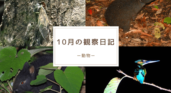 10月の観察日記「動物」