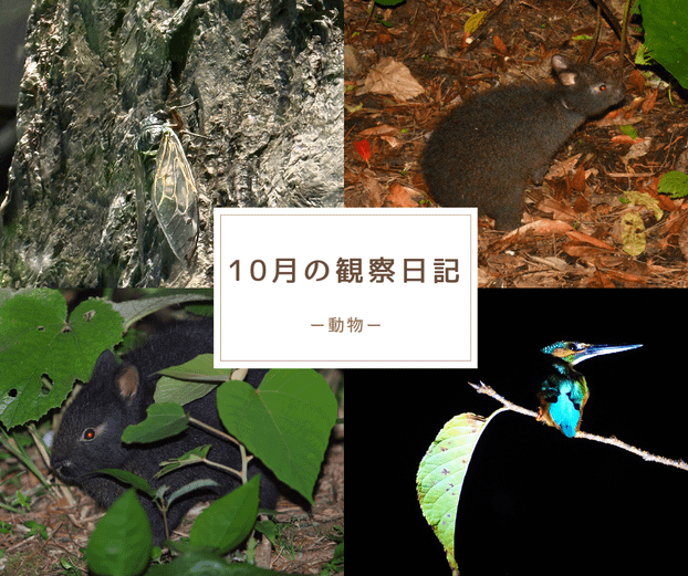 10月の観察日記「動物」