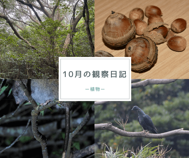 10月の観察日記「植物」