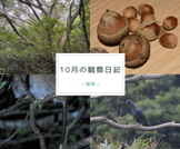 10月の観察日記「植物」