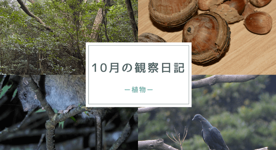 10月の観察日記「植物」