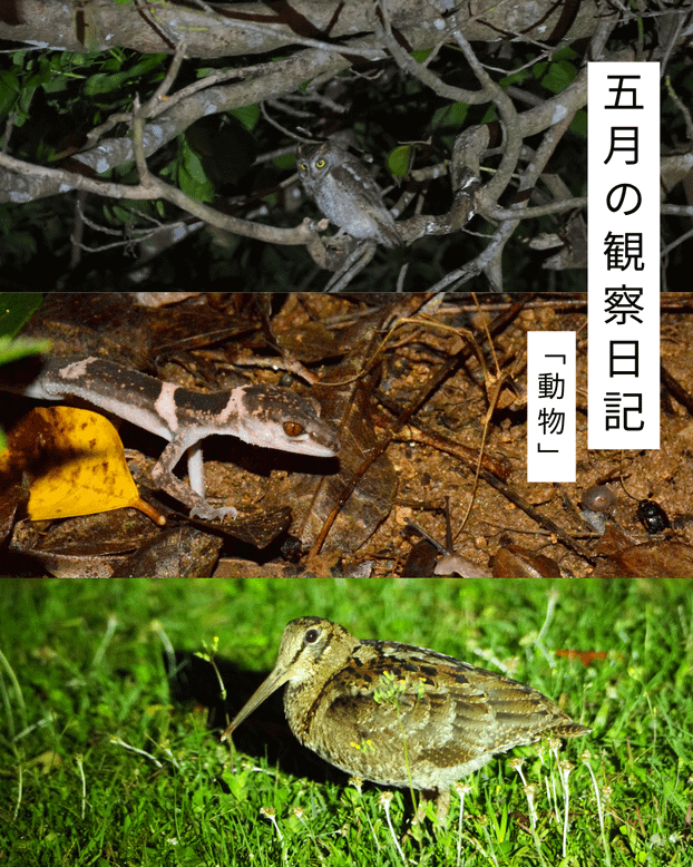 五月の観察日記「動物」