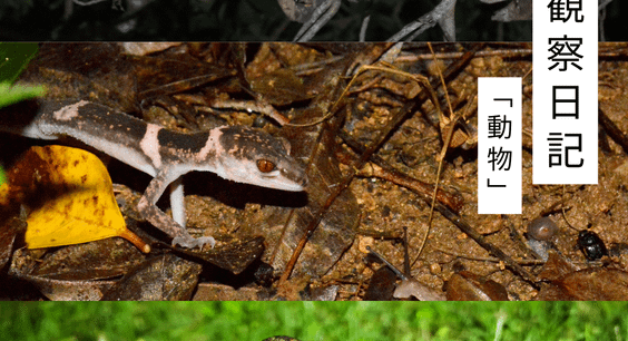 五月の観察日記「動物」