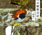 四月の観察日記「動物」