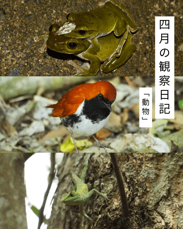 四月の観察日記「動物」