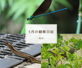 5月の観察日記(動物)