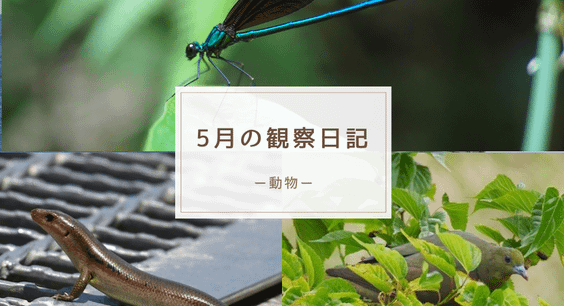 5月の観察日記(動物)