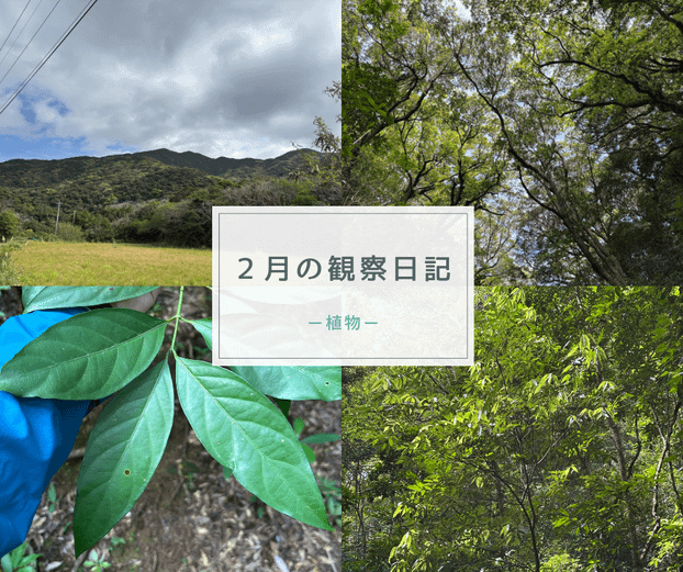 2月の観察日記「植物」