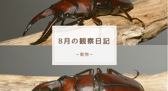 8月の観察日記（動物）