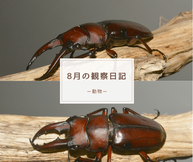 8月の観察日記（動物）
