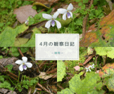 ４月の観察日記（植物）