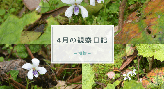 ４月の観察日記（植物）