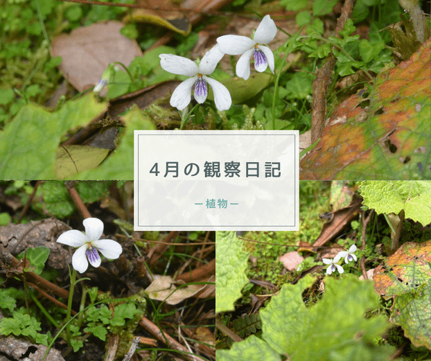 ４月の観察日記（植物）