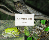 ４月の観察日記（動物）