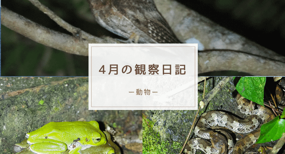 ４月の観察日記（動物）