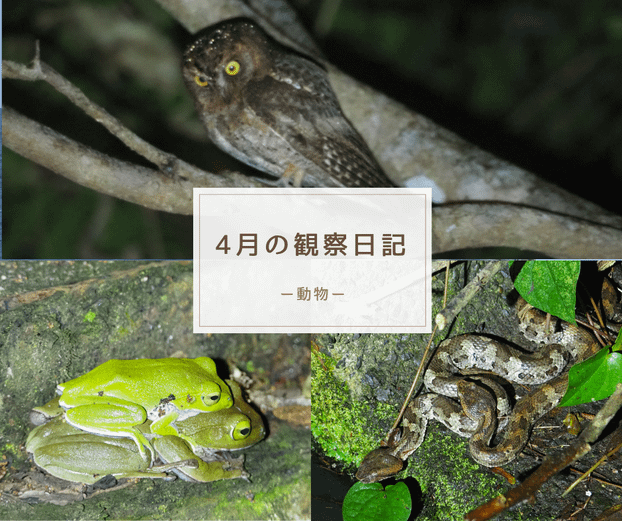 4月の観察日記(動物)