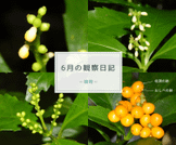 ６月の観察日記（植物）