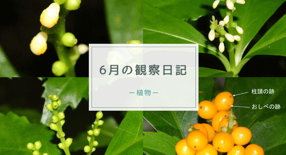 ６月の観察日記（植物）