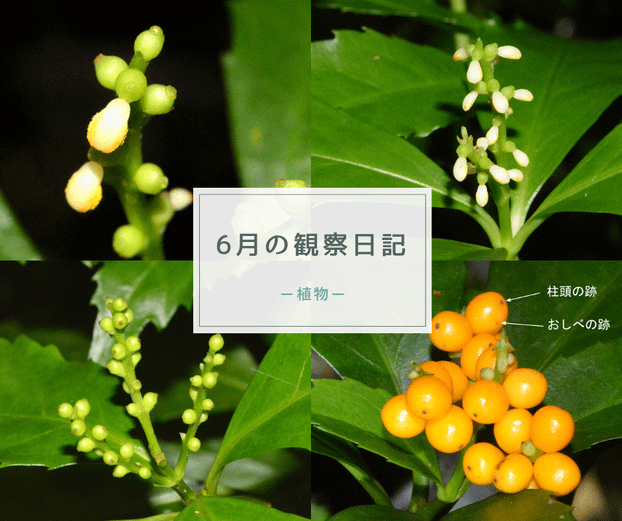 ６月の観察日記（植物）