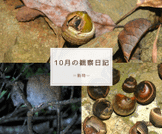 10月の観察日記（動物）