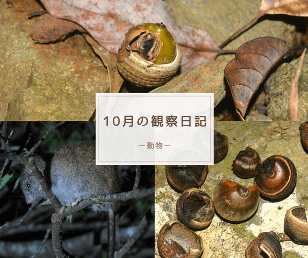 10月の観察日記(動物)