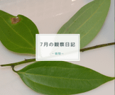７月の観察日記（植物）