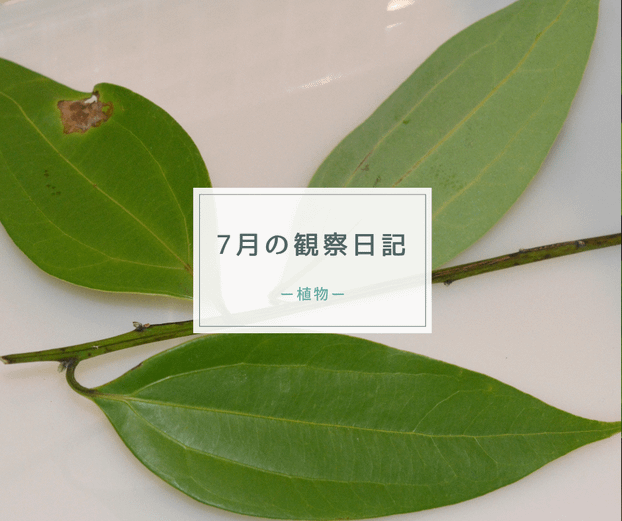 ７月の観察日記（植物）