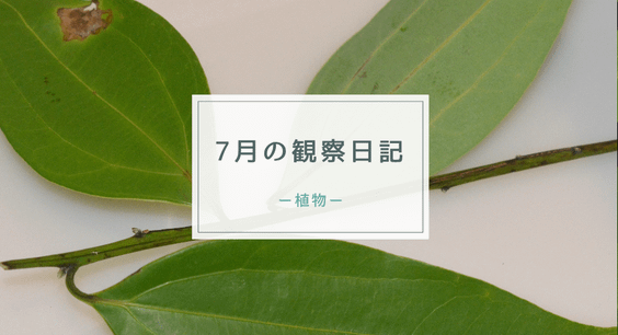 7月の観察日記(植物)