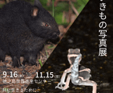 「夜のいきもの写真展」開催！